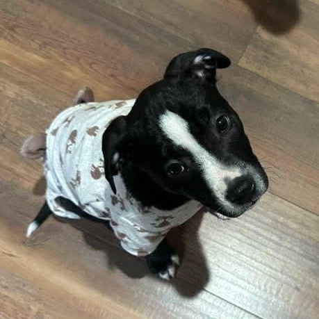 Enlarge Gabby, a Adoptable mixed breed in Kentwood, MI image 5/5