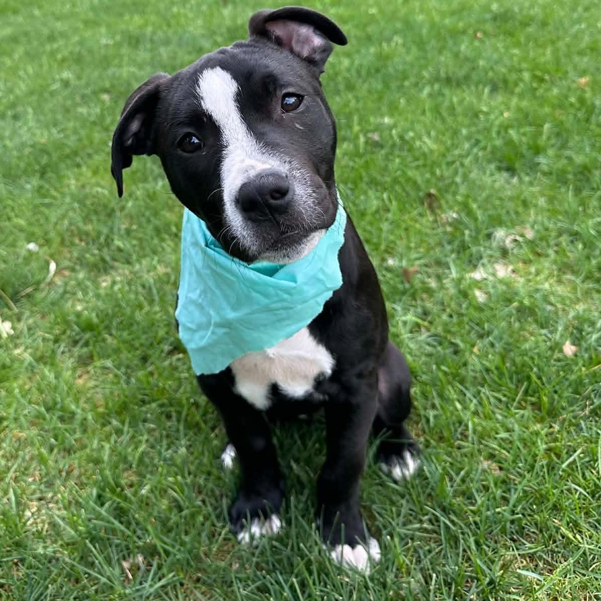 Gabby, Adoptable, Puppy Female Pit Bull Terrier.