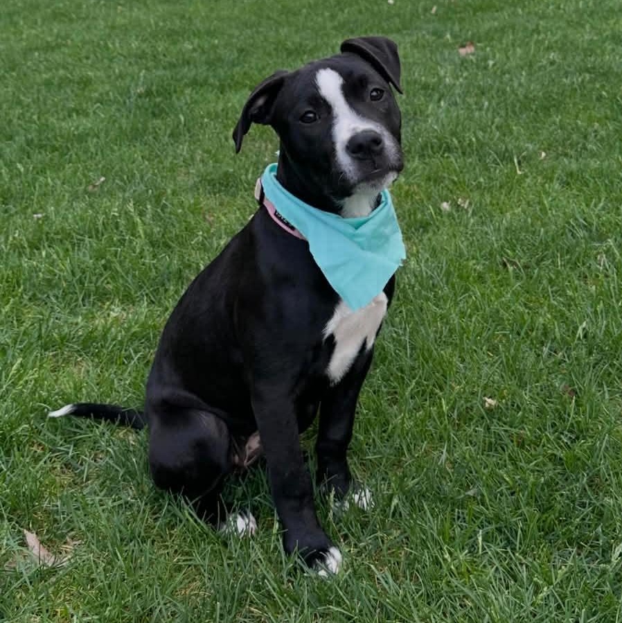 Enlarge Gabby, a Adoptable mixed breed in Kentwood, MI image 3/6