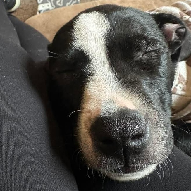 Enlarge Gabby, a Adoptable mixed breed in Kentwood, MI image 2/5