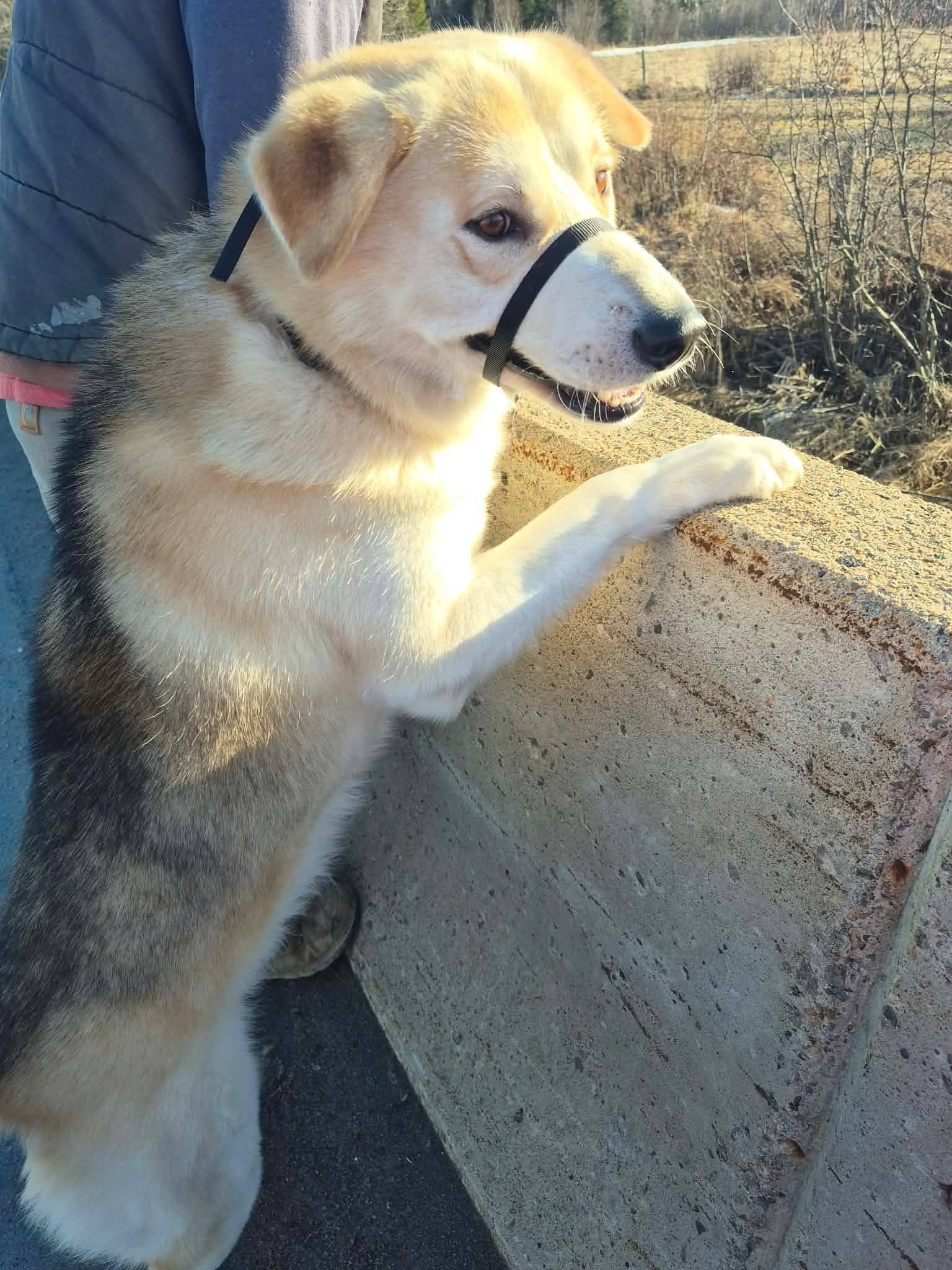 Enlarge Jasper, a ADOPTABLE Husky in London, ON image 2/6