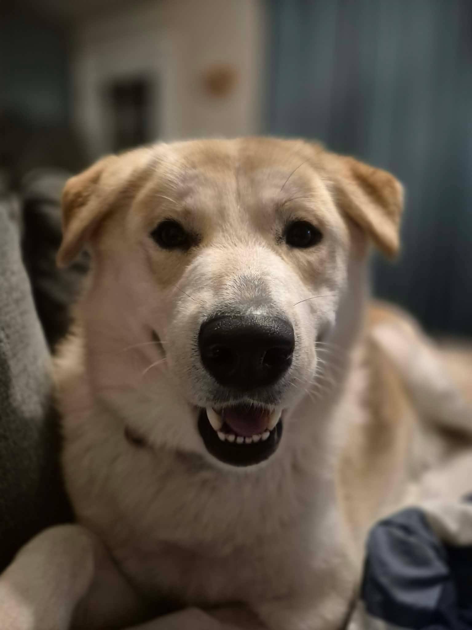 Enlarge Jasper, a ADOPTABLE Husky in London, ON image 1/6
