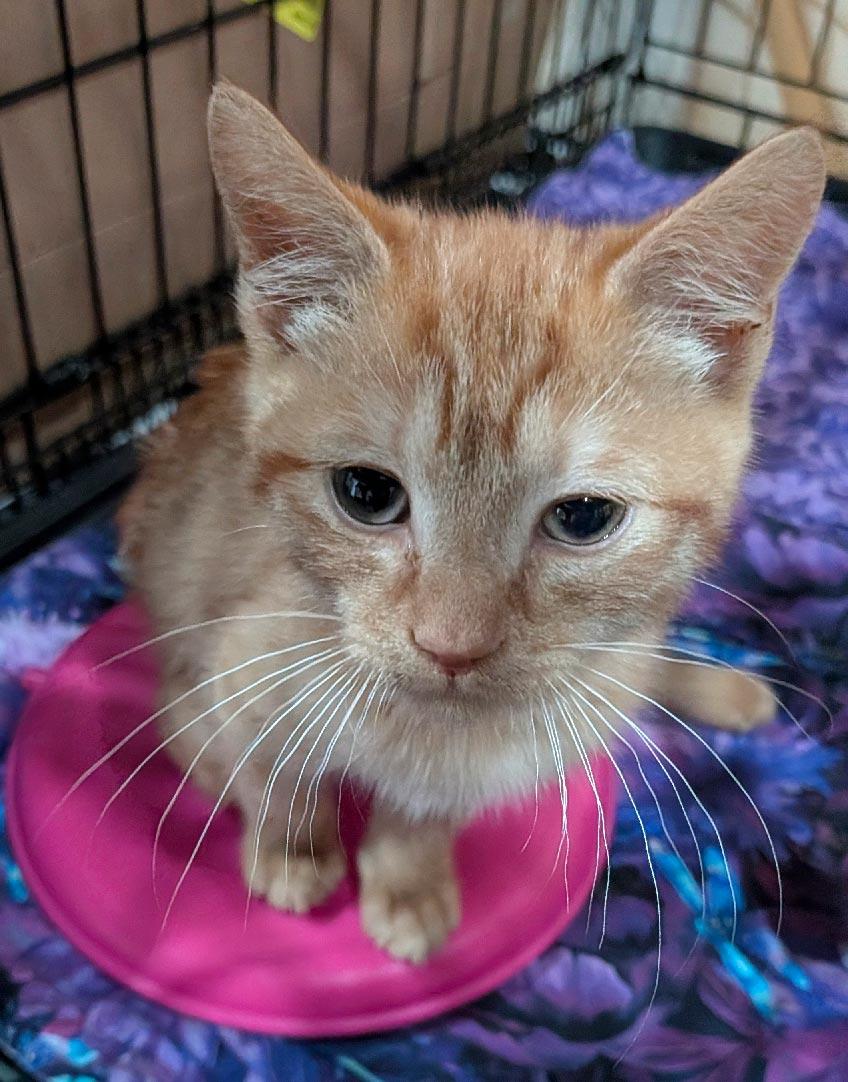 Enlarge Fez, a ADOPTABLE Domestic Short Hair in Brooklyn, NY image 4/4