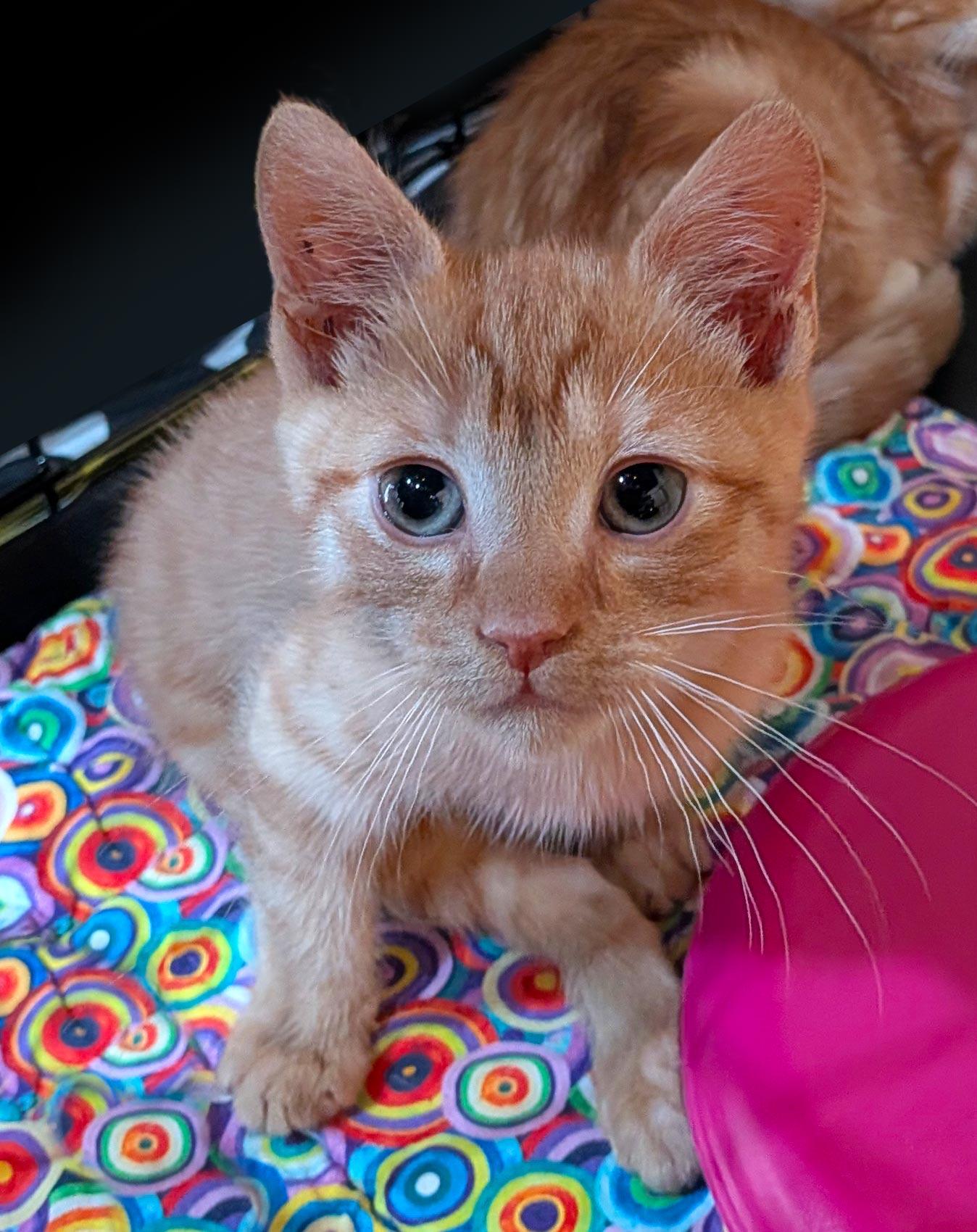 Fez, ADOPTABLE, Young Male Domestic Short Hair.