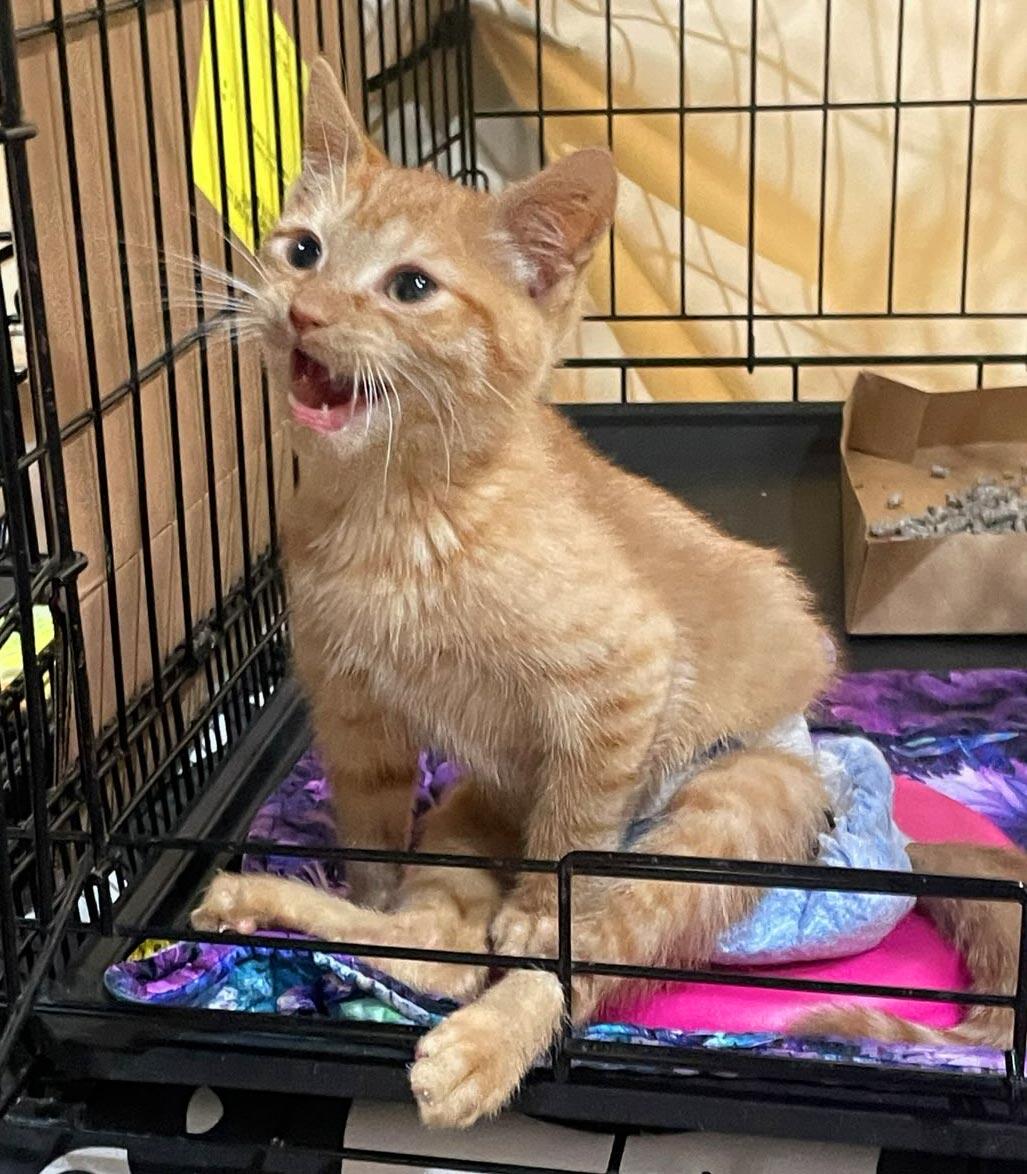 Enlarge Fez, a ADOPTABLE Domestic Short Hair in Brooklyn, NY image 2/4