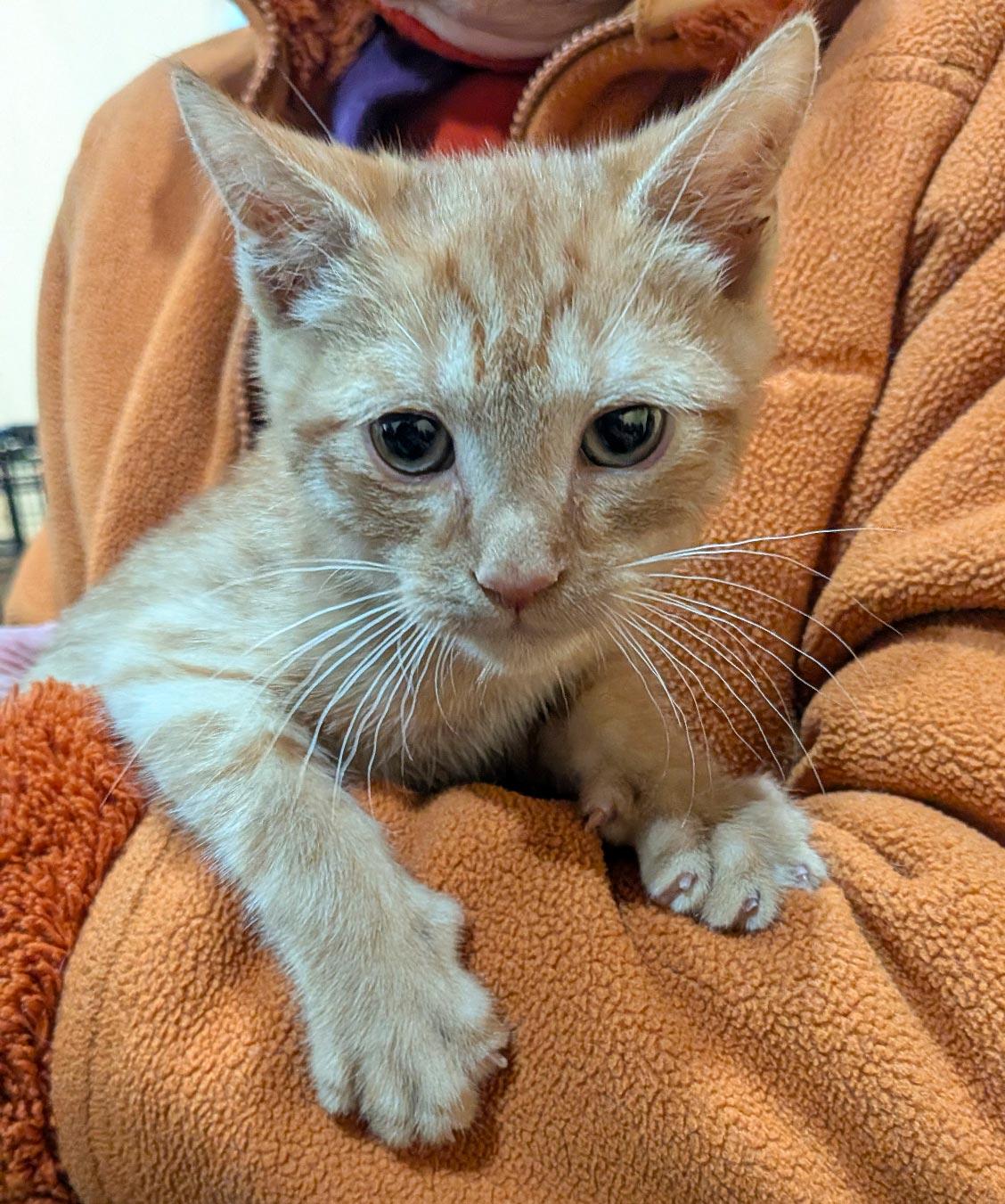 Enlarge Fez, a ADOPTABLE Domestic Short Hair in Brooklyn, NY image 3/4