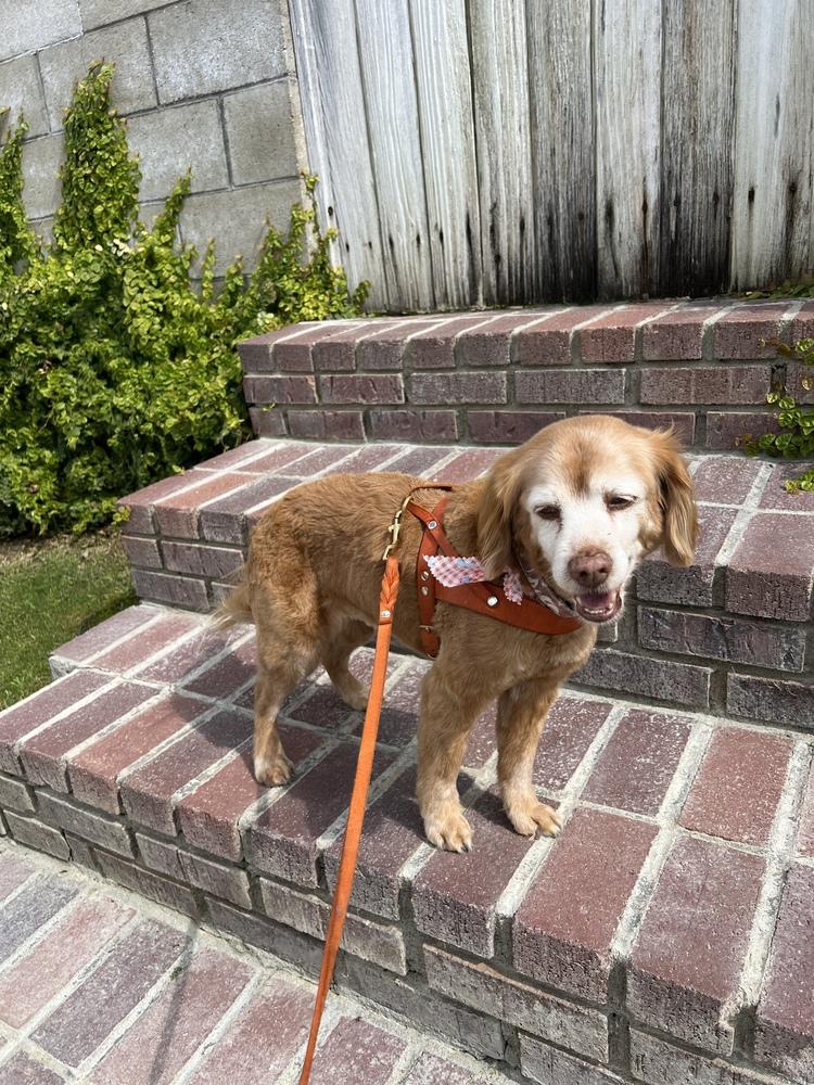 Maple, Adoptable, Senior Male Cocker Spaniel.