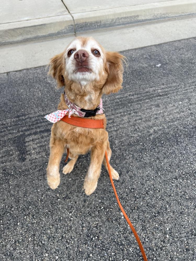 Enlarge Maple 3/28/2026, a Adoptable Cocker Spaniel in Jamestown, CA image 2/3