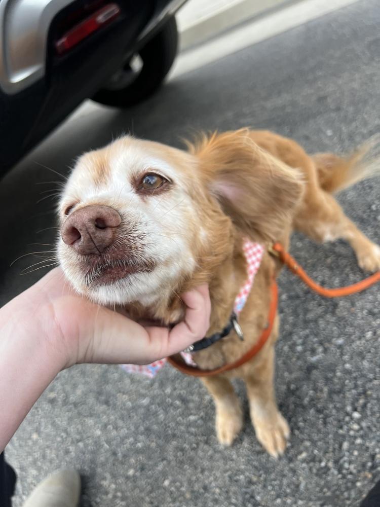 Enlarge Maple 3/28/2026, a Adoptable Cocker Spaniel in Jamestown, CA image 3/3