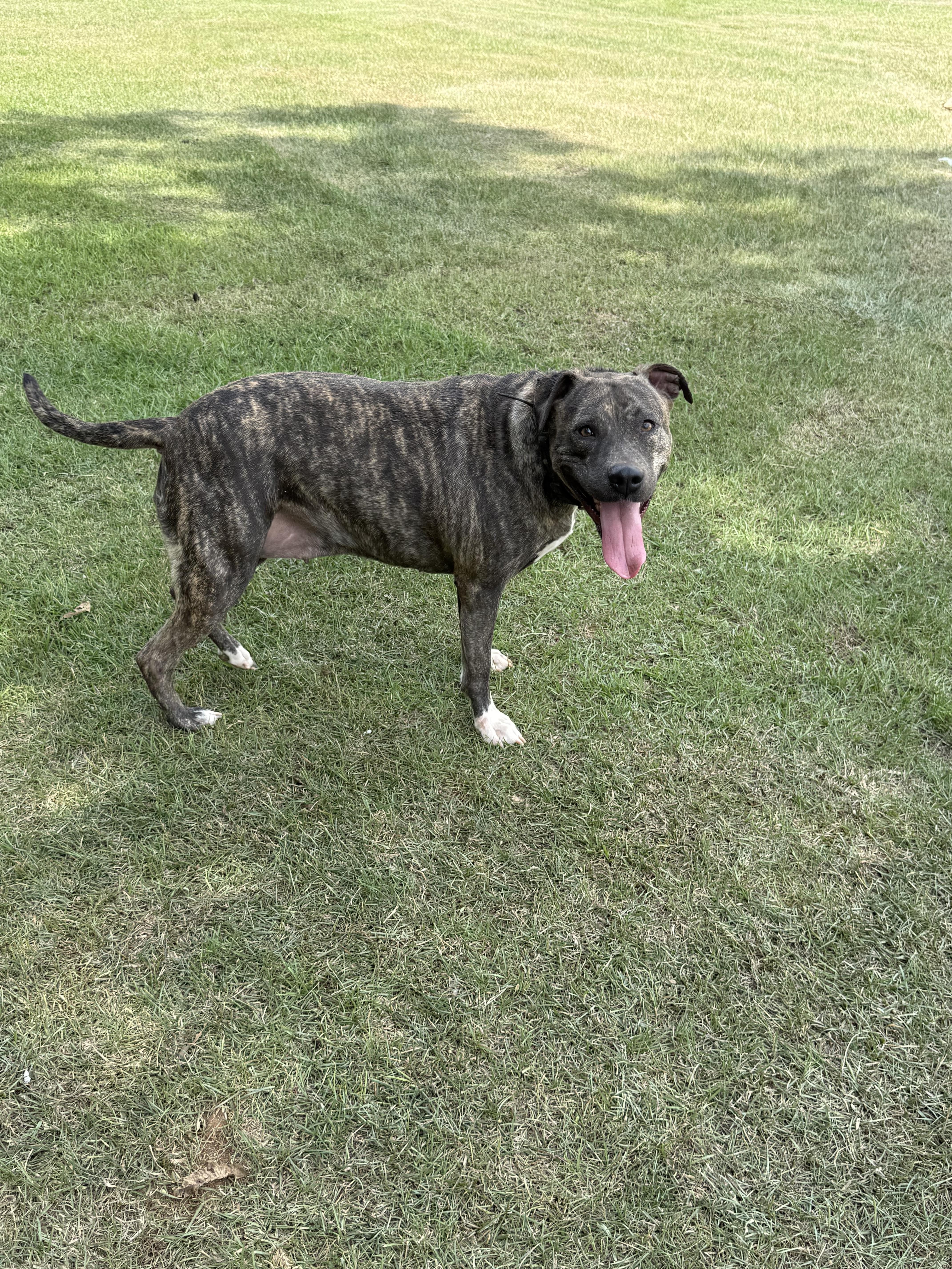 Enlarge Mena, a Adoptable mixed breed in Mount Hermon, LA image 5/6