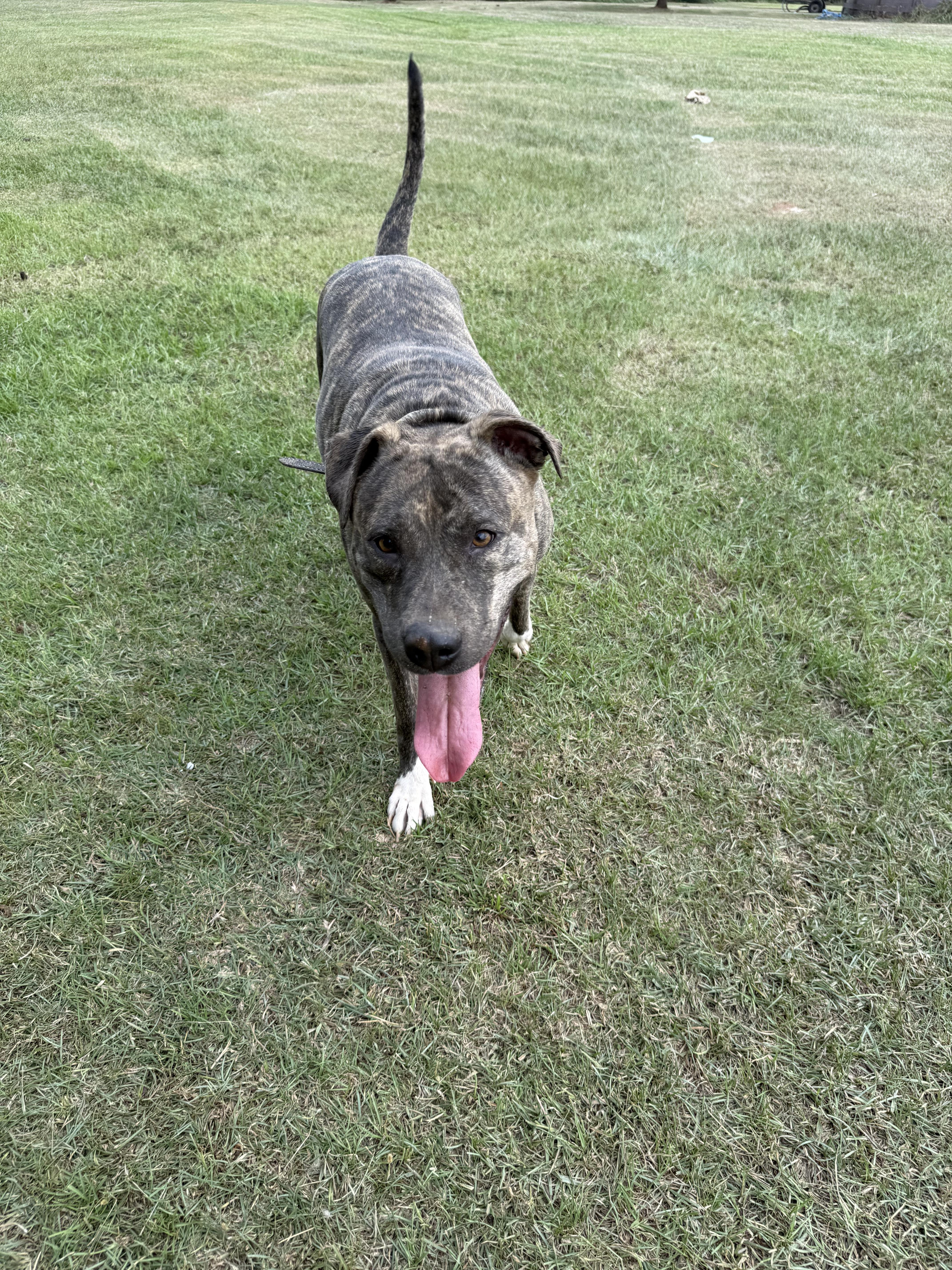 Mena, Adoptable, Adult Female Pit Bull Terrier.
