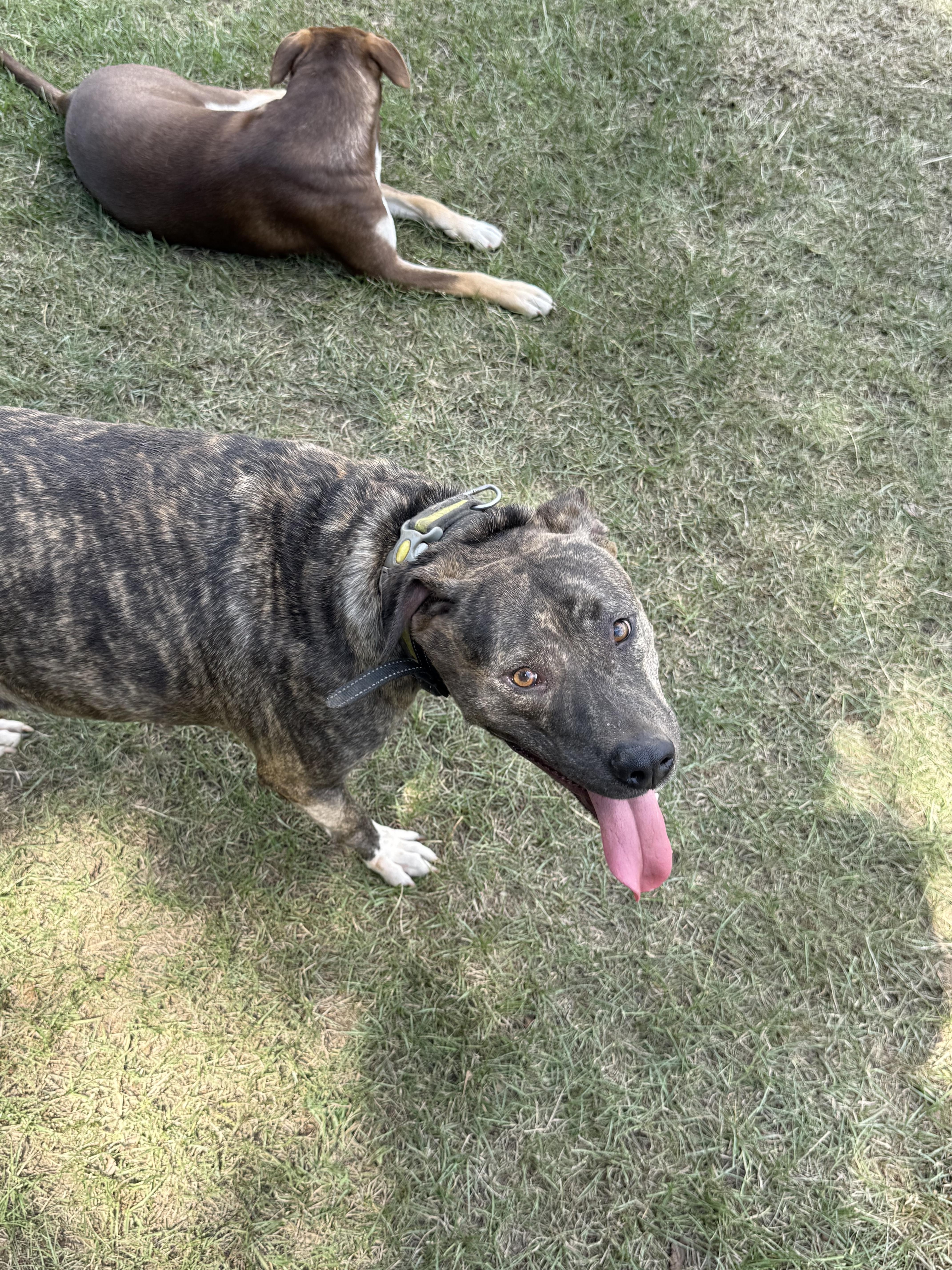Enlarge Mena, a Adoptable mixed breed in Mount Hermon, LA image 3/6