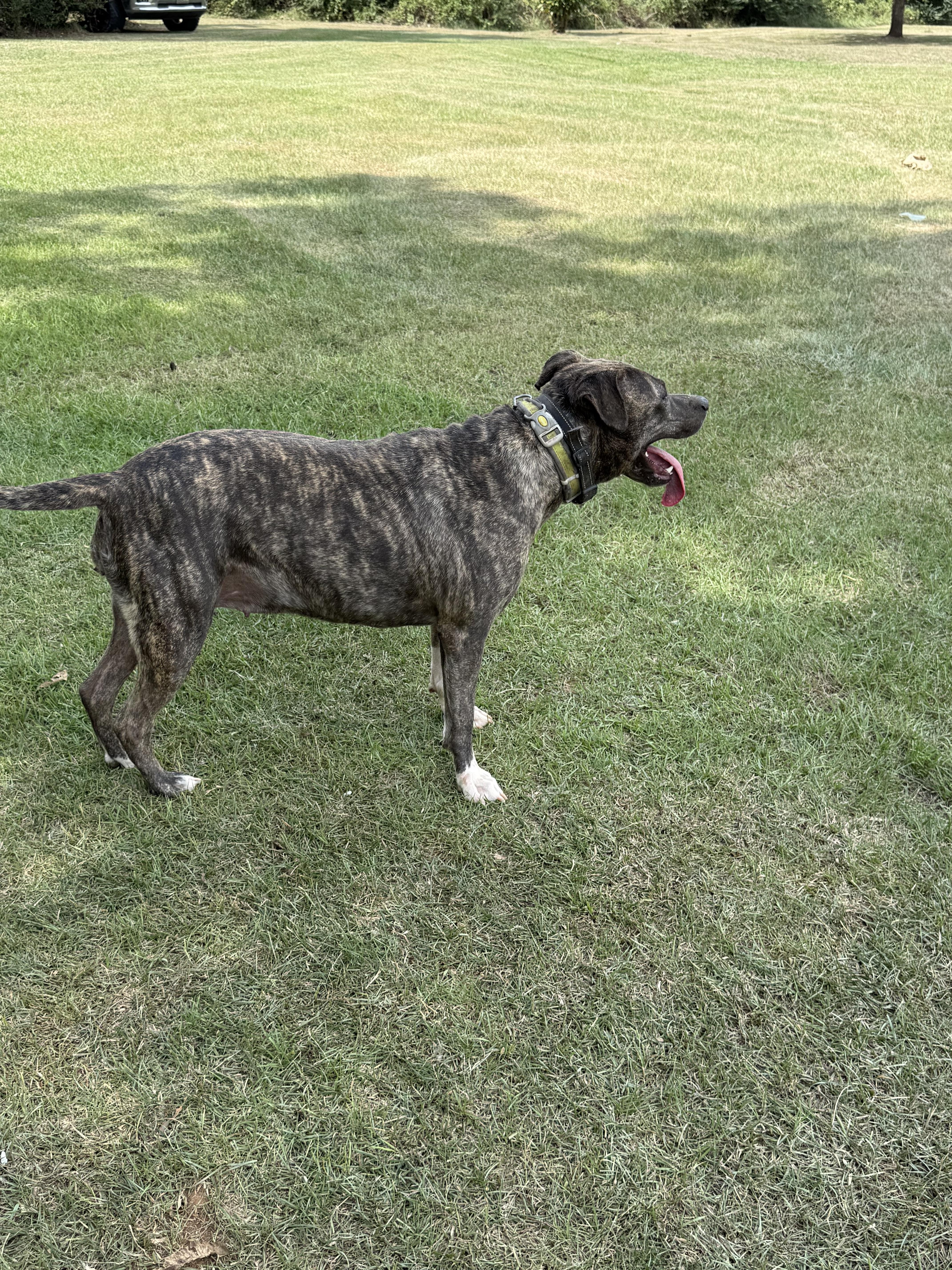 Enlarge Mena, a Adoptable mixed breed in Mount Hermon, LA image 4/6