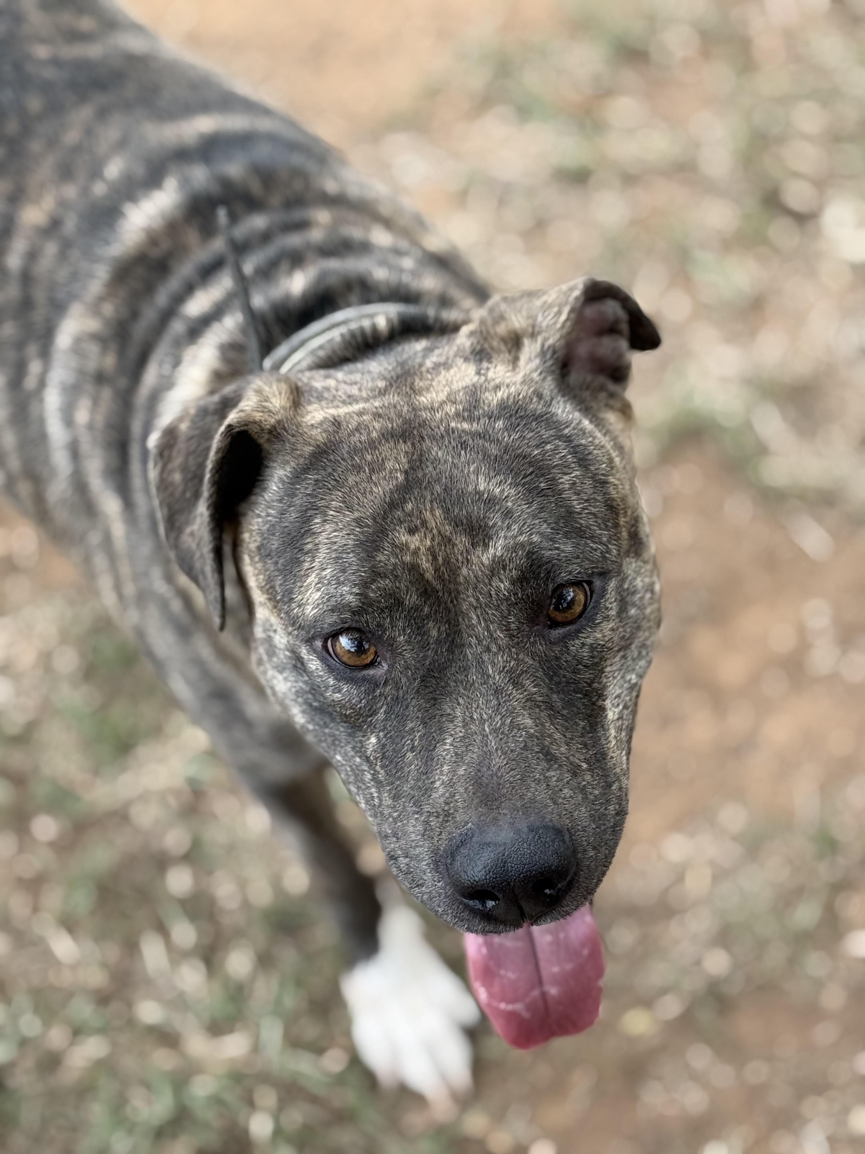 Enlarge Mena, a Adoptable mixed breed in Mount Hermon, LA image 2/6