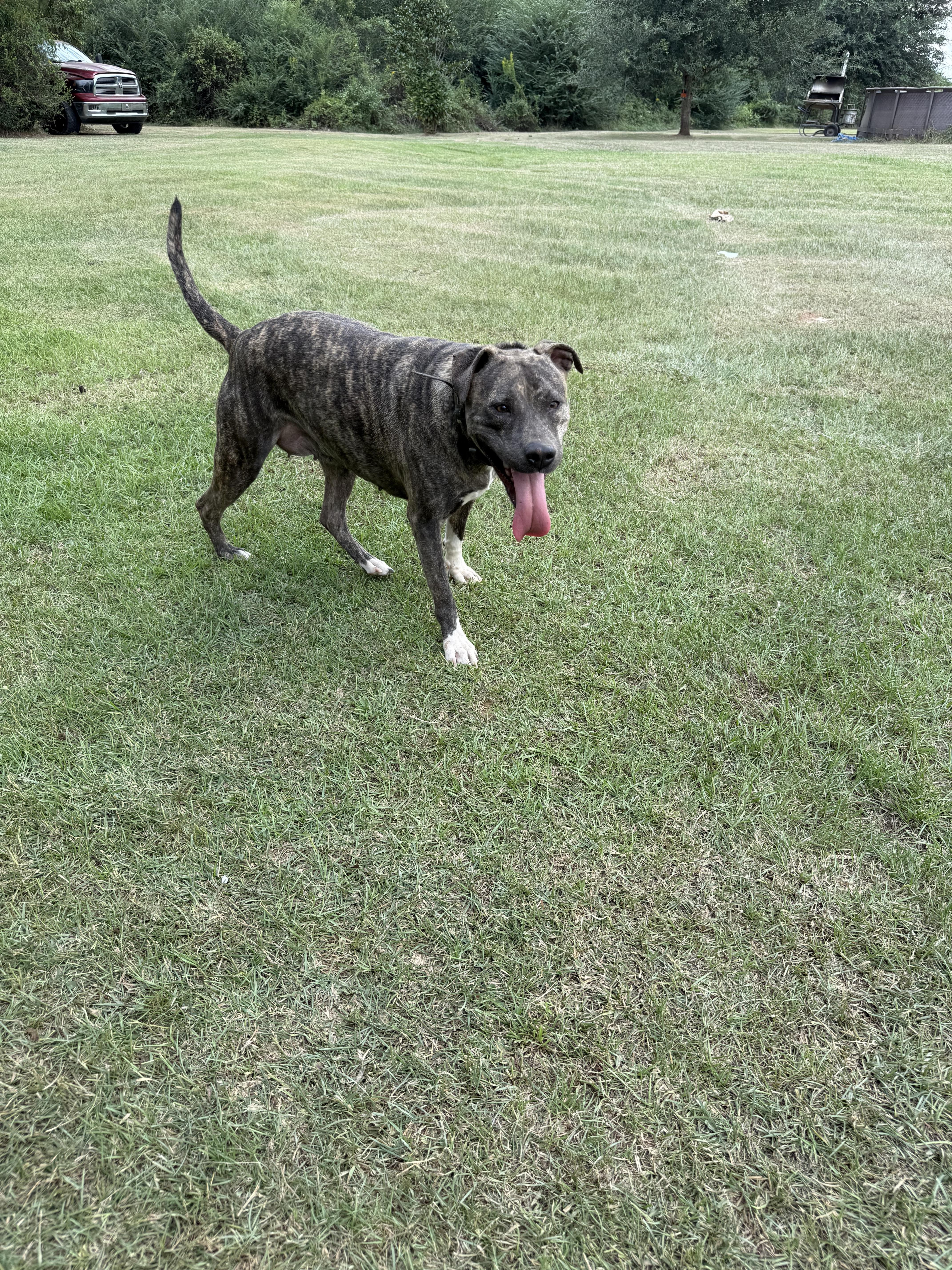 Enlarge Mena, a Adoptable mixed breed in Mount Hermon, LA image 6/6