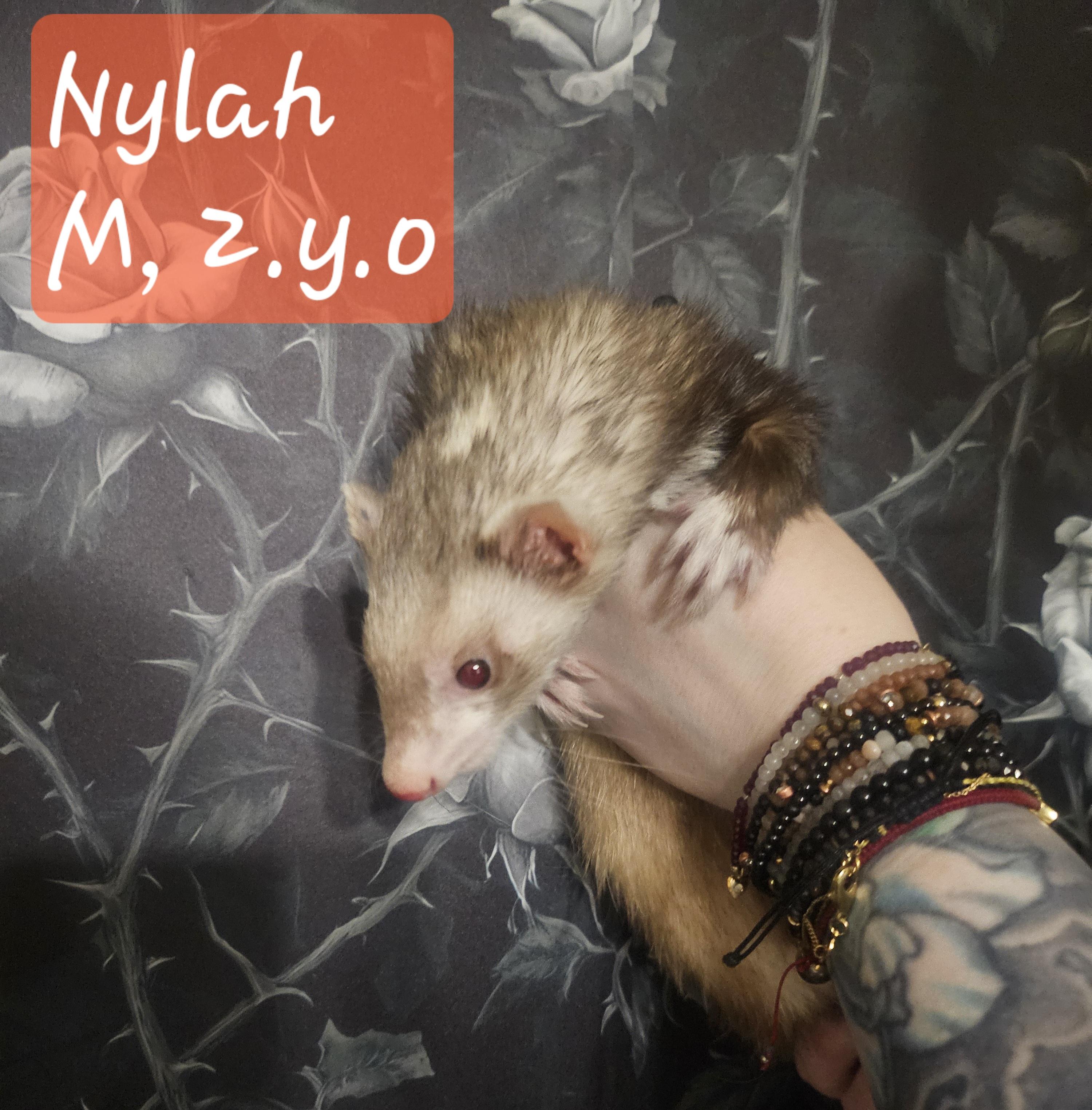 Nylah, Adopted, Adult Male Ferret.
