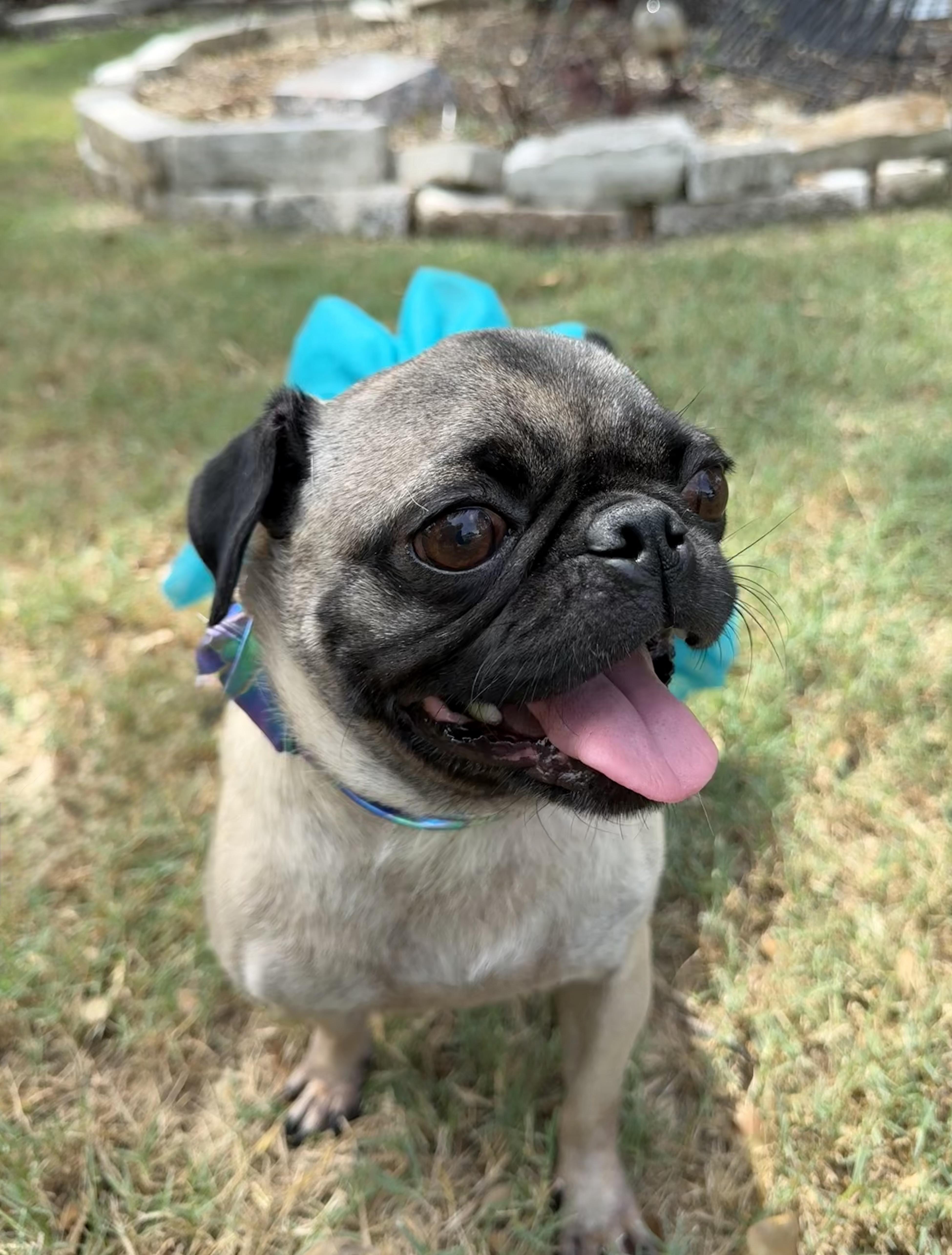 Enlarge Paige the small bossy Puggie Girl, a Adoptable Pug in Niantic , CT image 5/5