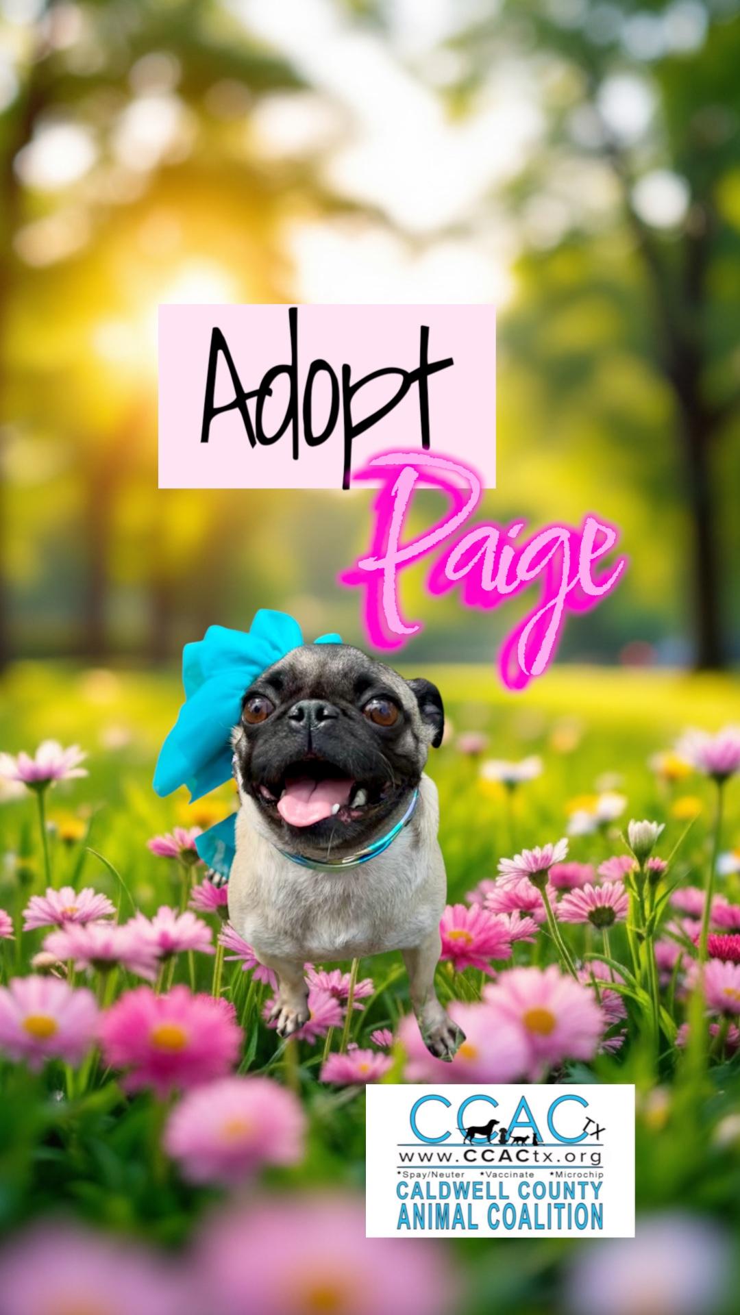 Enlarge Paige the small bossy Puggie Girl, a Adoptable Pug in Niantic , CT image 2/5