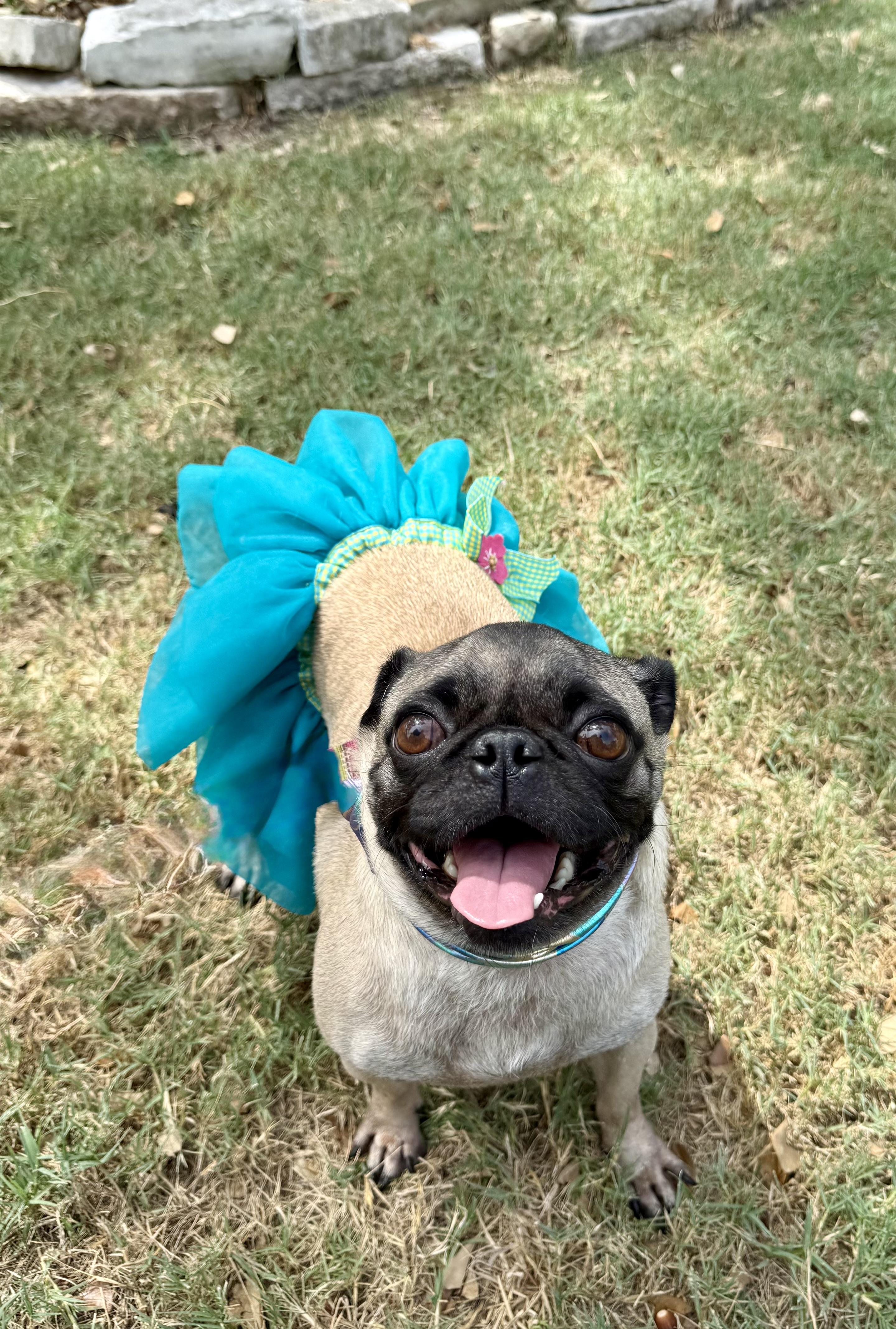 Enlarge Paige the small bossy Puggie Girl, a Adoptable Pug in Niantic , CT image 3/5