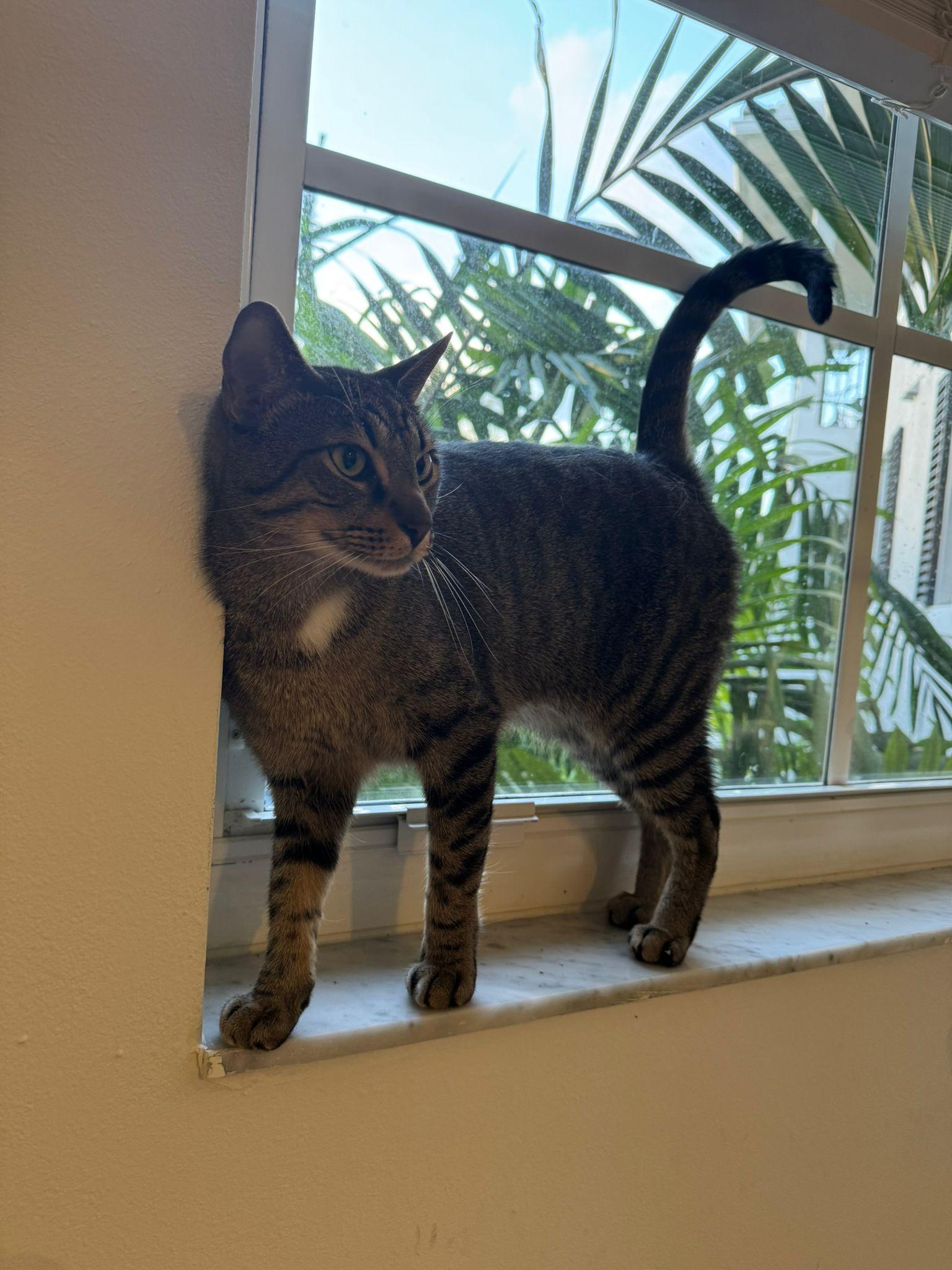 Maky & Grisy, a Adoptable Domestic Short Hair in Rockledge, FL image 1/6