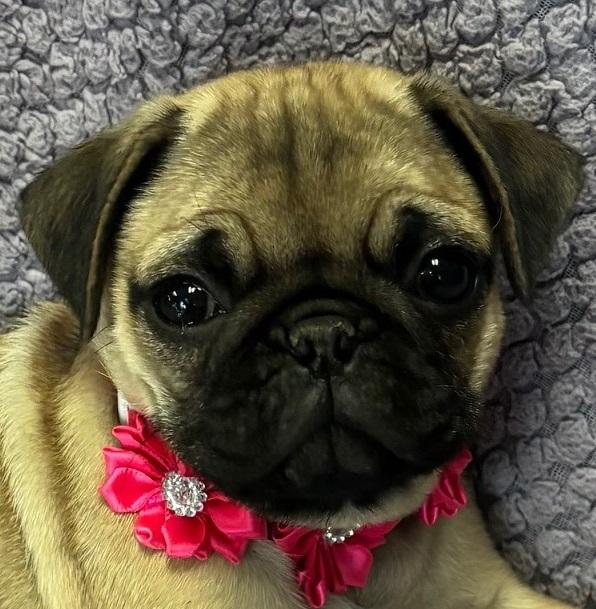 Cleo photo 2