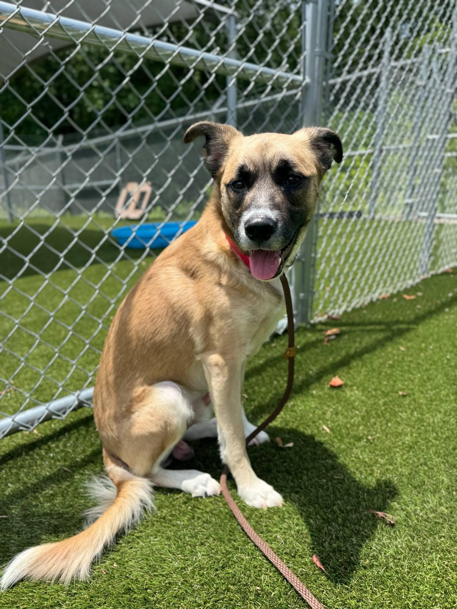 Enlarge Levi, a Adoptable Mixed Breed in Shelburne, VT image 1/3