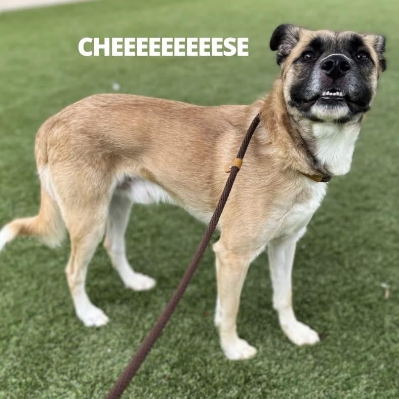 Enlarge Levi, a Adoptable Mixed Breed in Shelburne, VT image 2/3