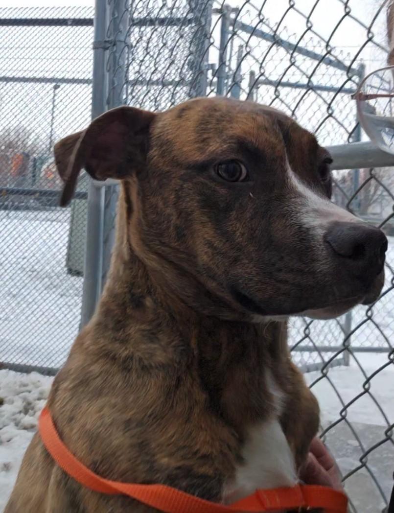 Enlarge Bubba, an adopted mixed breed in Billings, MT image 1/1