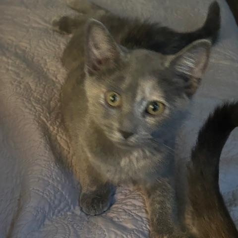 Millie, Adopted, Kitten Female Dilute Tortoiseshell.