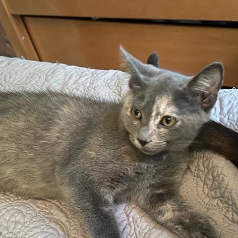 Enlarge Millie, a Adopted Dilute Tortoiseshell in St Leonard, MD image 2/2