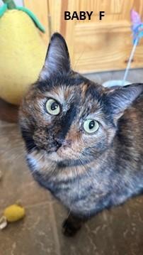 Enlarge BABY, a Adoptable Domestic Short Hair in Frisco, CO image 1/1