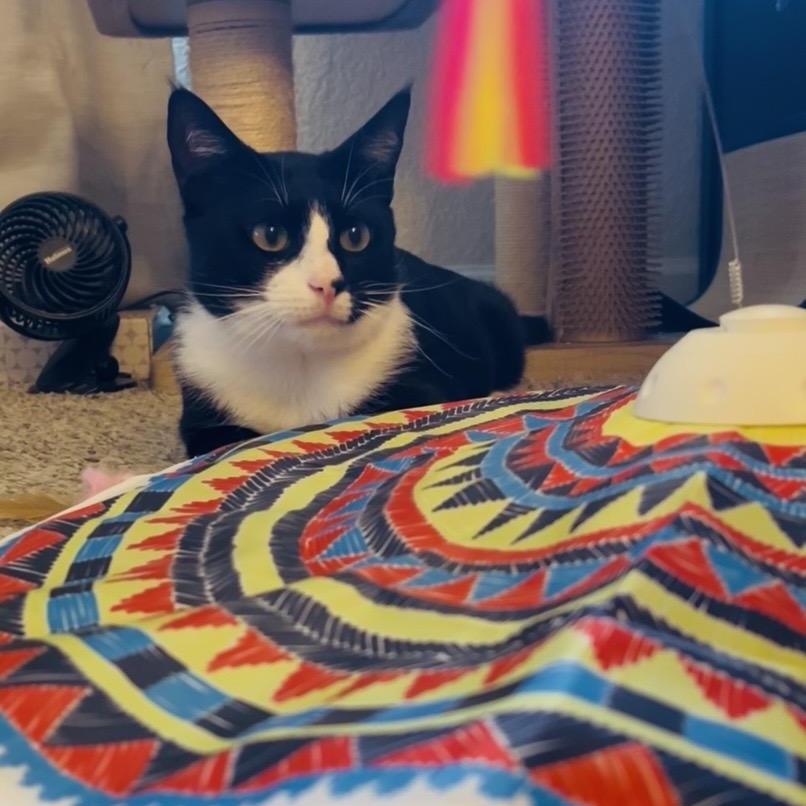 Enlarge James Bond (courtesy post), a ADOPTABLE Extra-Toes Cat / Hemingway Polydactyl in Sacramento, CA image 4/5