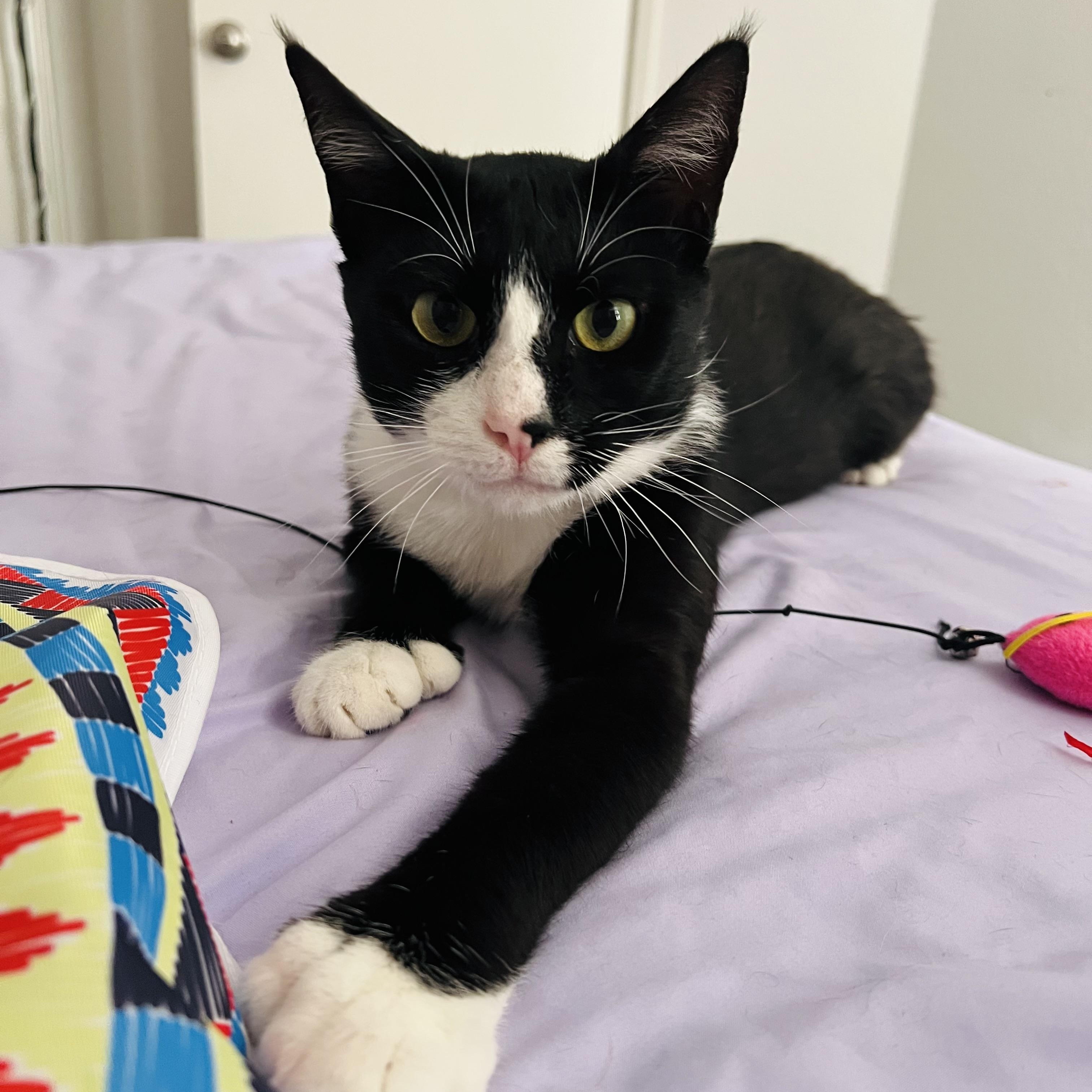 Enlarge James Bond (courtesy post), a ADOPTABLE Extra-Toes Cat / Hemingway Polydactyl in Sacramento, CA image 1/5