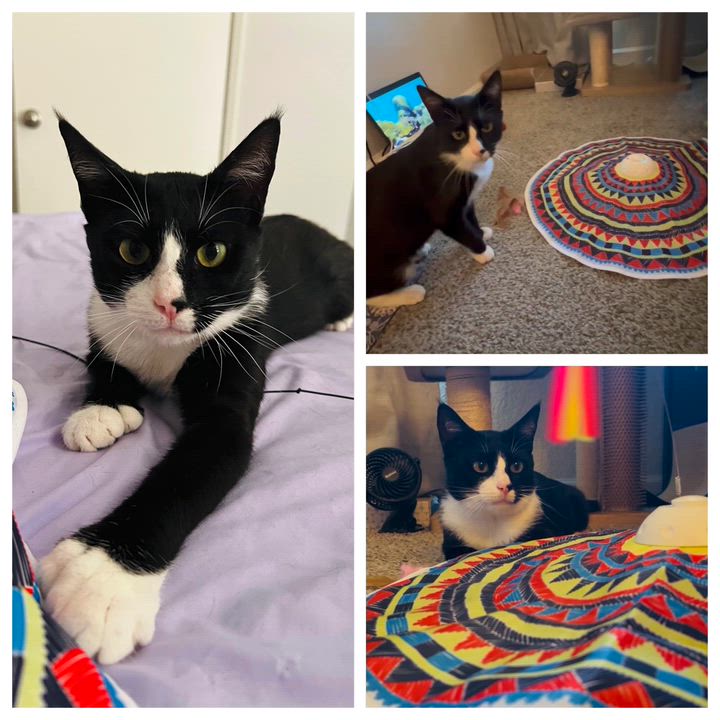Enlarge James Bond (courtesy post), a ADOPTABLE Extra-Toes Cat / Hemingway Polydactyl in Sacramento, CA video 3/5