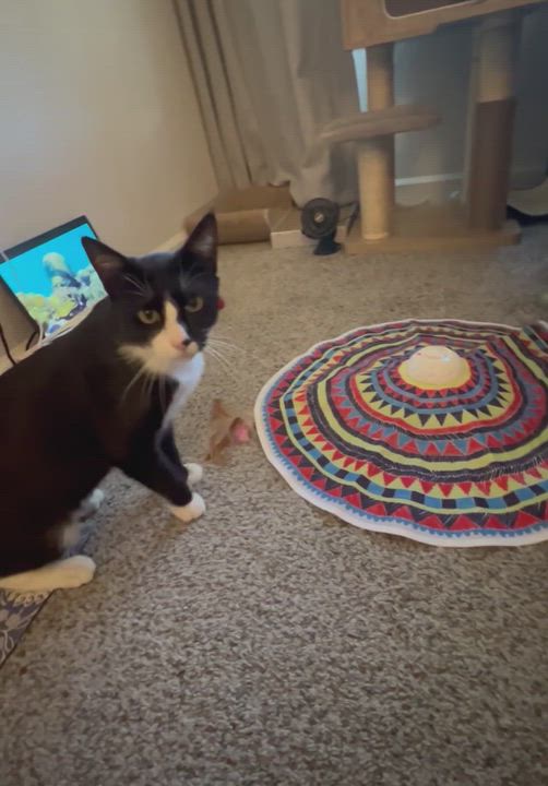 Enlarge James Bond (courtesy post), a ADOPTABLE Extra-Toes Cat / Hemingway Polydactyl in Sacramento, CA video 5/5