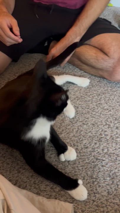 Enlarge James Bond (courtesy post), a ADOPTABLE Extra-Toes Cat / Hemingway Polydactyl in Sacramento, CA video 2/5