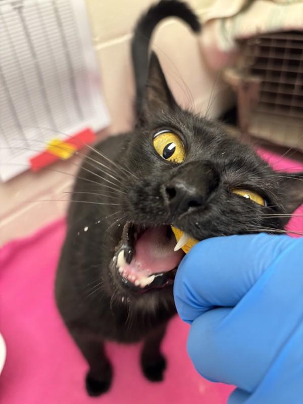 Soup, Adoptable, Adult Female Domestic Short Hair.