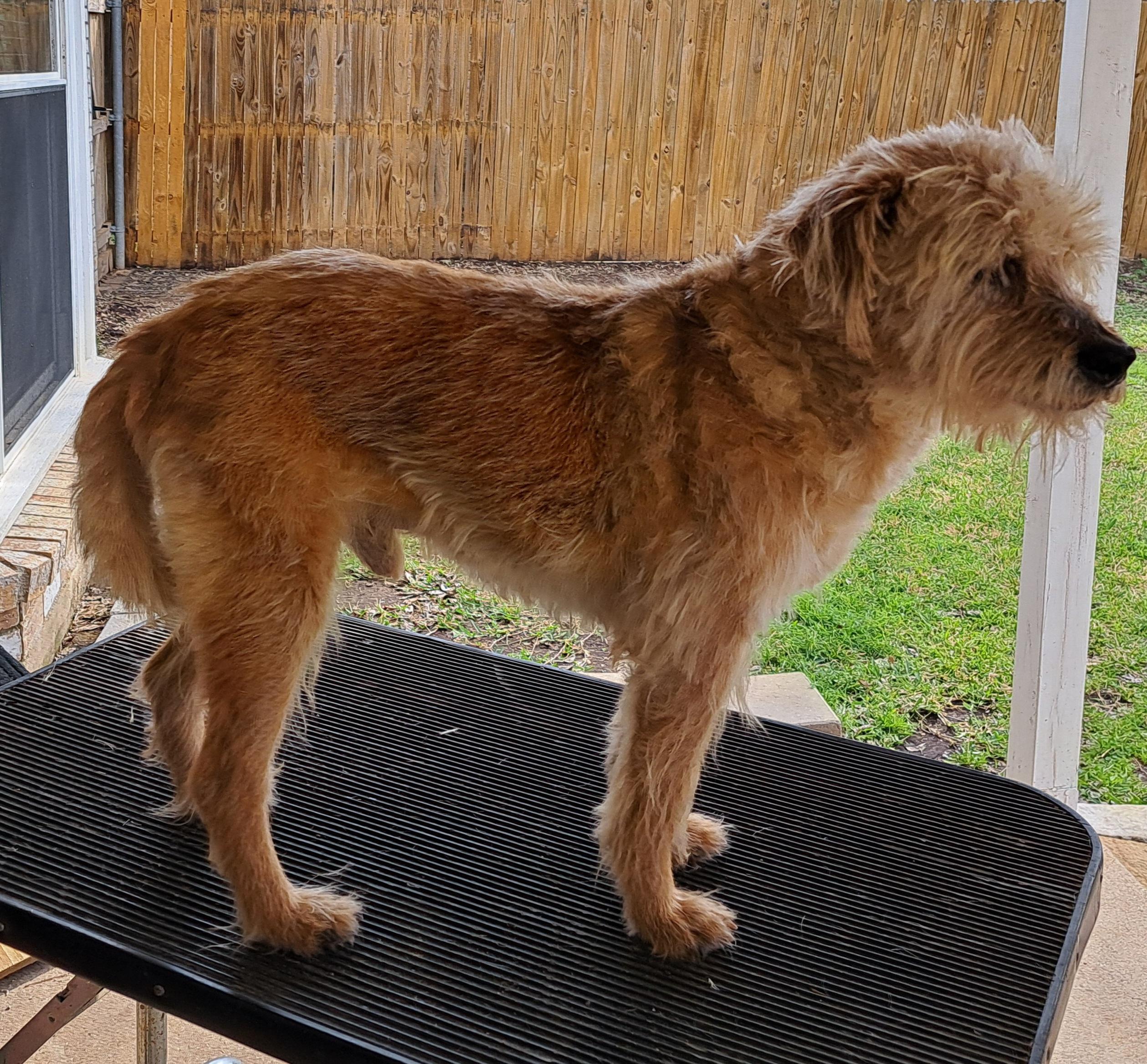 Enlarge Dennis, a ADOPTABLE mixed breed in Burleson, TX image 3/3