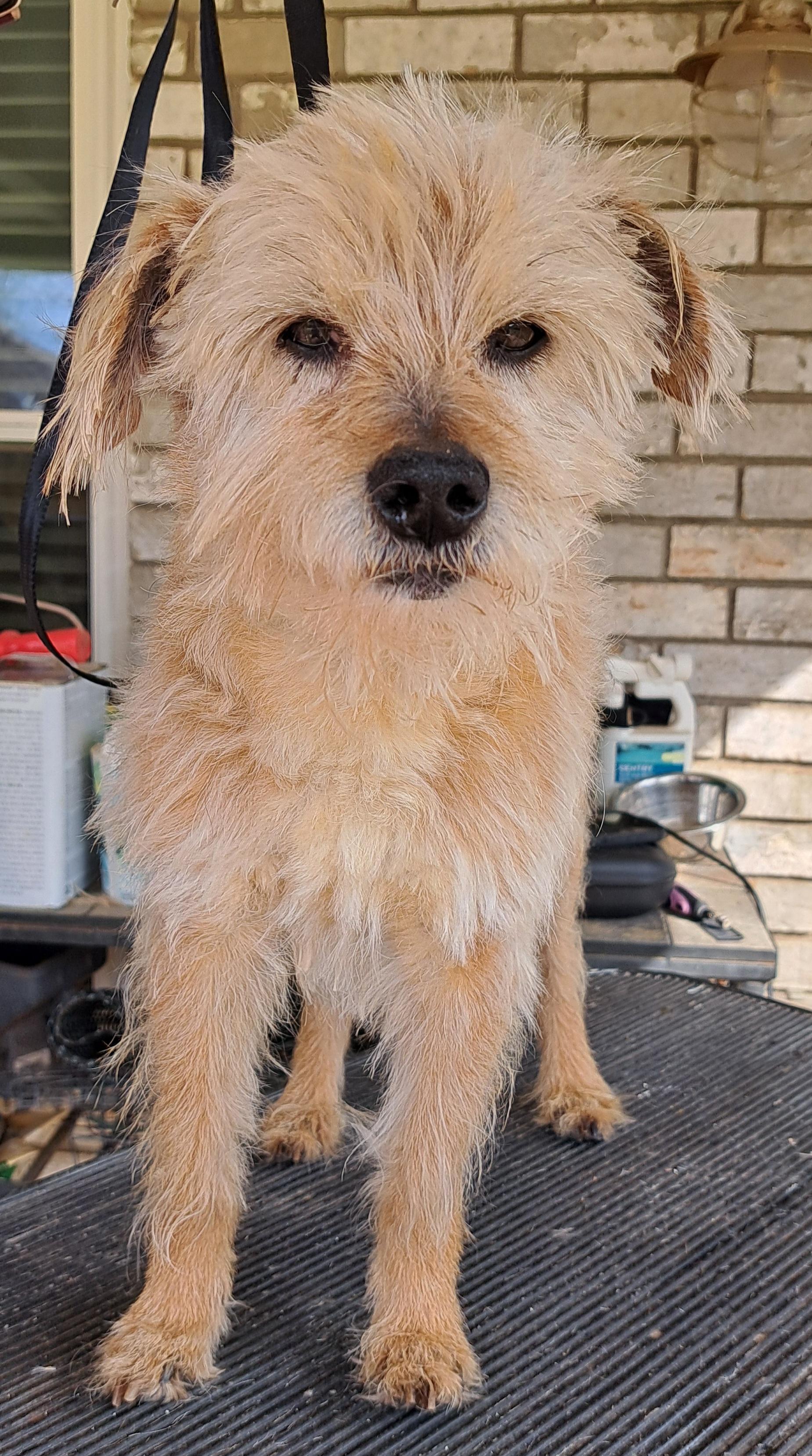Dennis, ADOPTABLE, Adult Male Cairn Terrier.