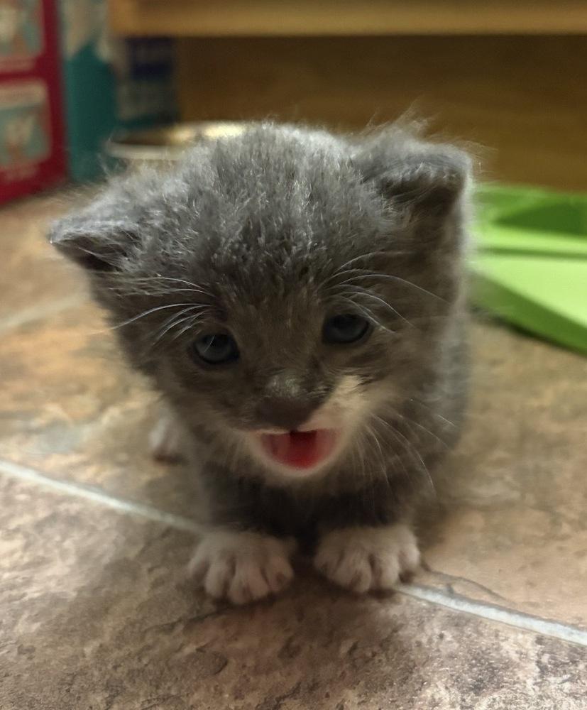 Tattie, Adoptable, Kitten Male Domestic Medium Hair.
