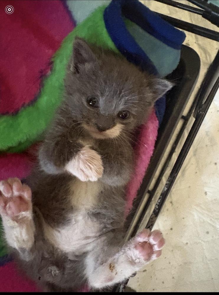 Enlarge Tattie, a Adoptable mixed breed in Poplar Grove, IL image 2/5