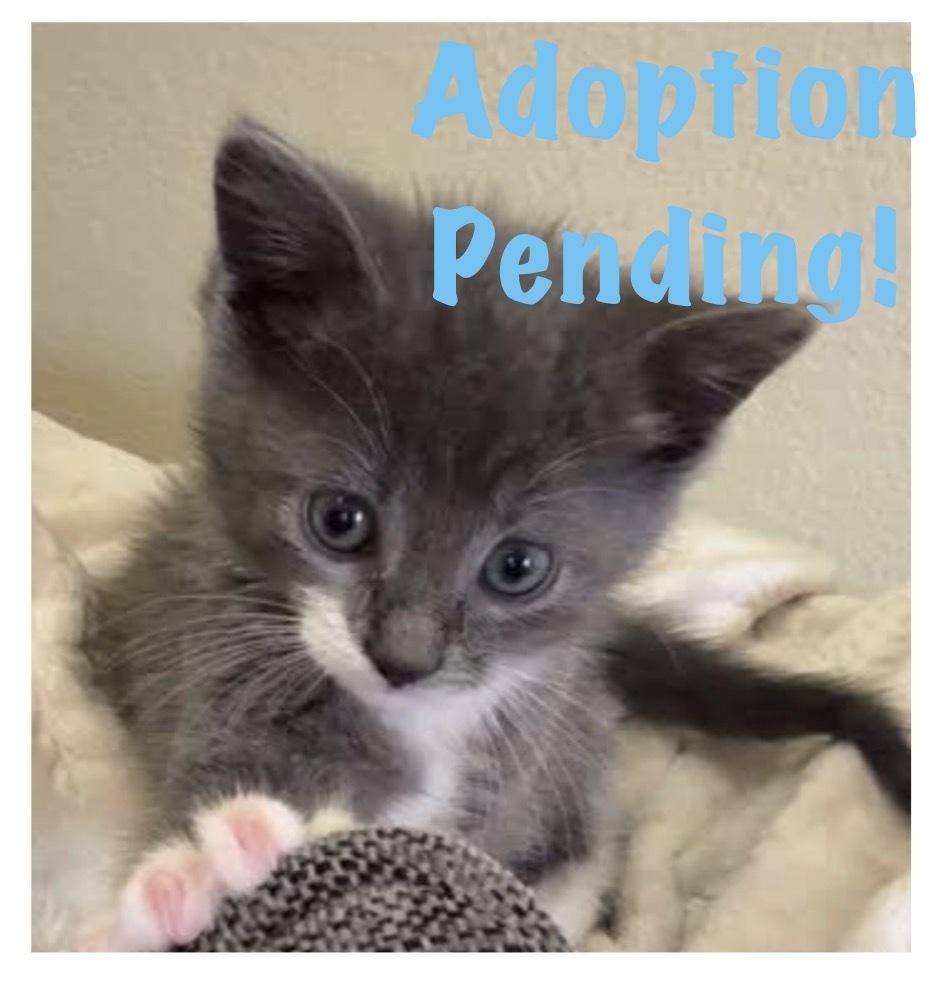 Enlarge Tattie, a Adoptable mixed breed in Poplar Grove, IL image 3/5