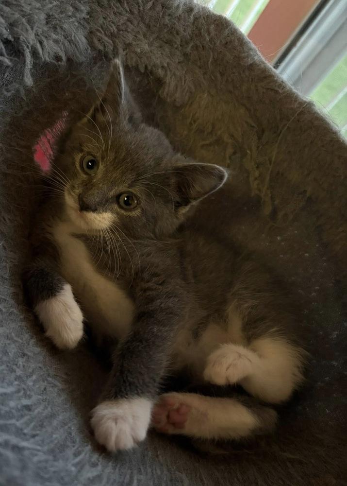 Enlarge Tattie, a Adoptable mixed breed in Poplar Grove, IL image 4/5