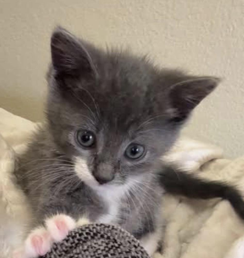 Enlarge Tattie, a Adoptable mixed breed in Poplar Grove, IL image 5/5