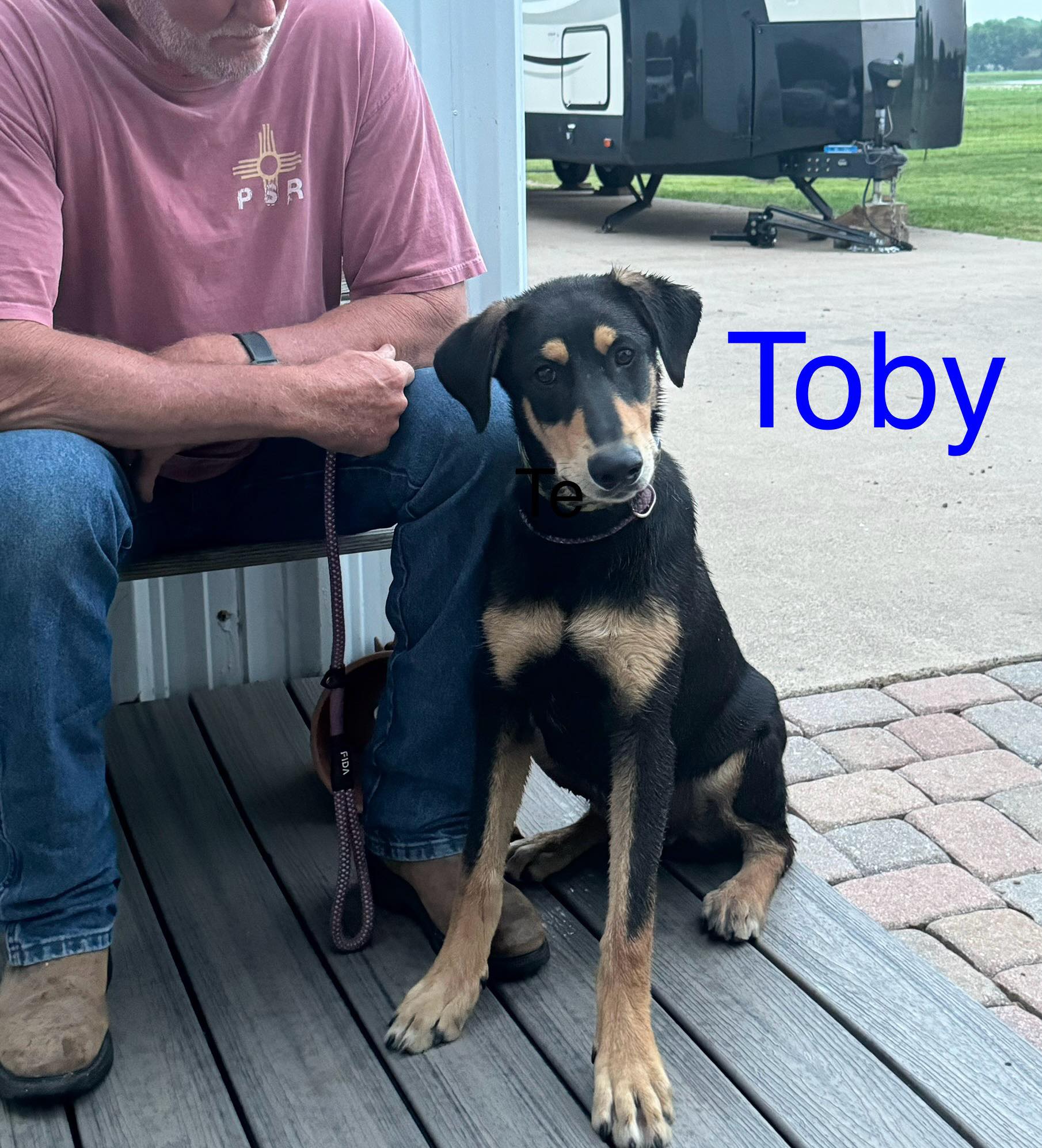 Our Dogs A Second Chance for Ziva