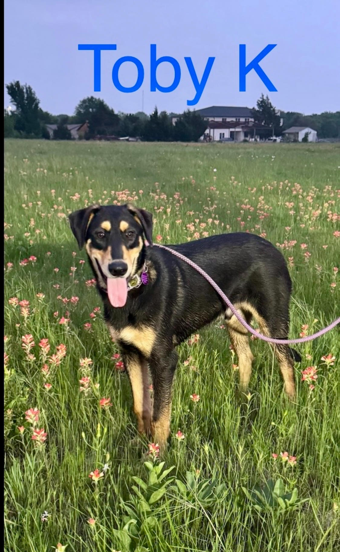 Our Dogs A Second Chance for Ziva