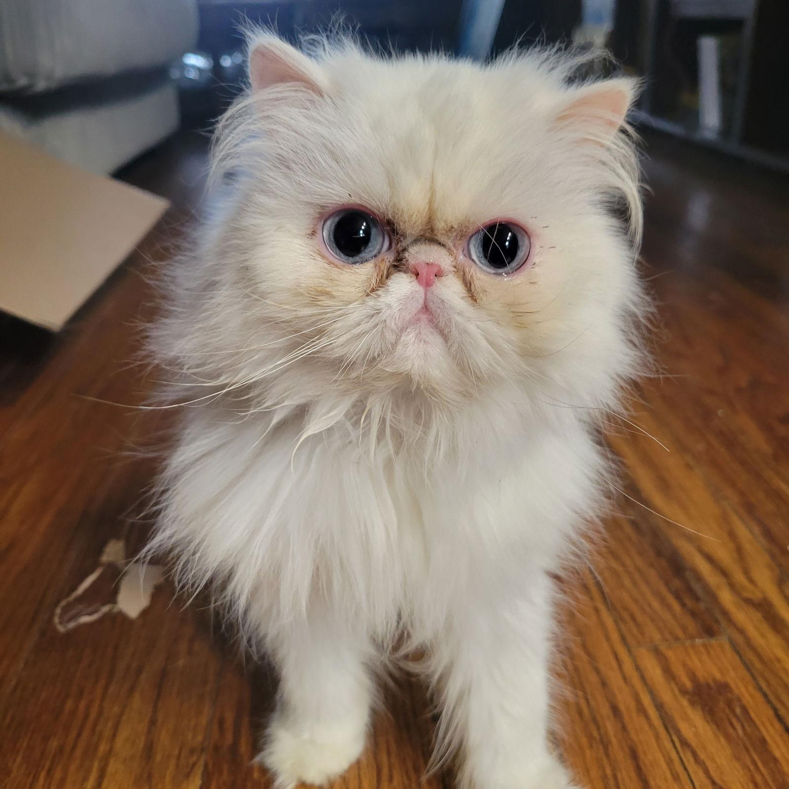 Hermione, a Adopted Persian in Chicago, IL image 1/2