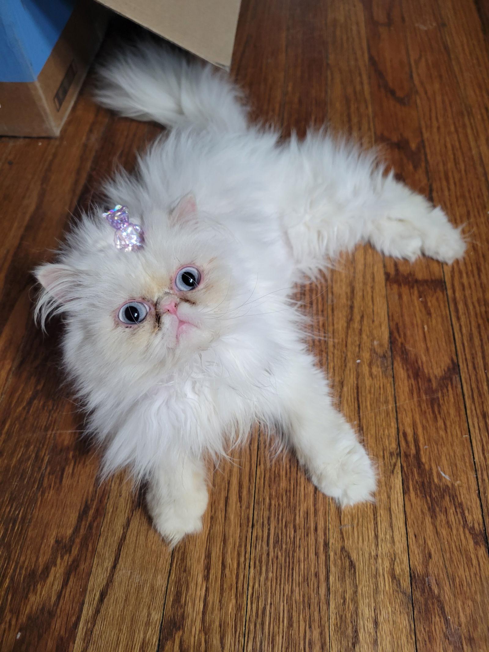 Hermione, a Adopted Persian in Chicago, IL image 2/2