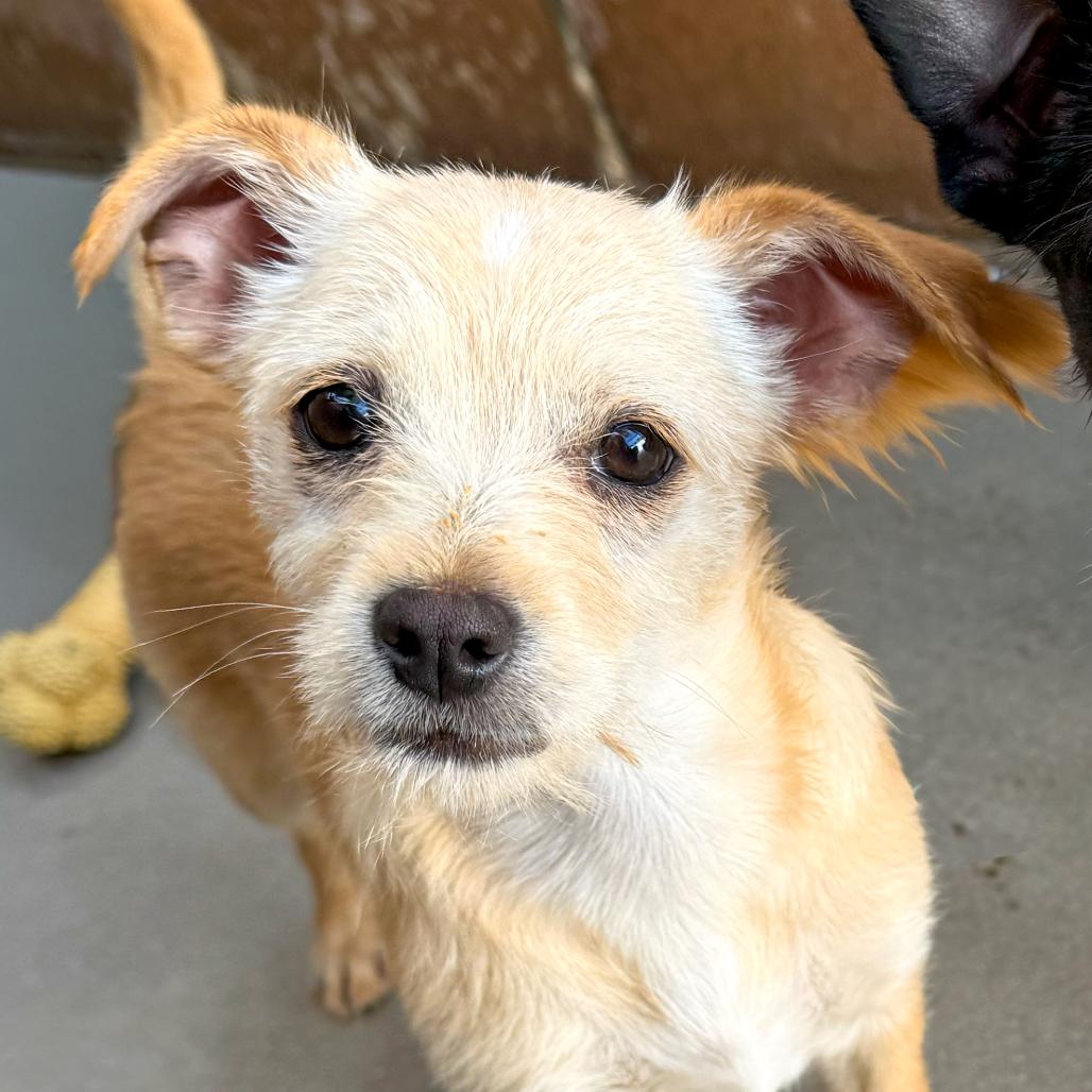 Lollipop, Adoptable, Puppy Female Chihuahua & Terrier.