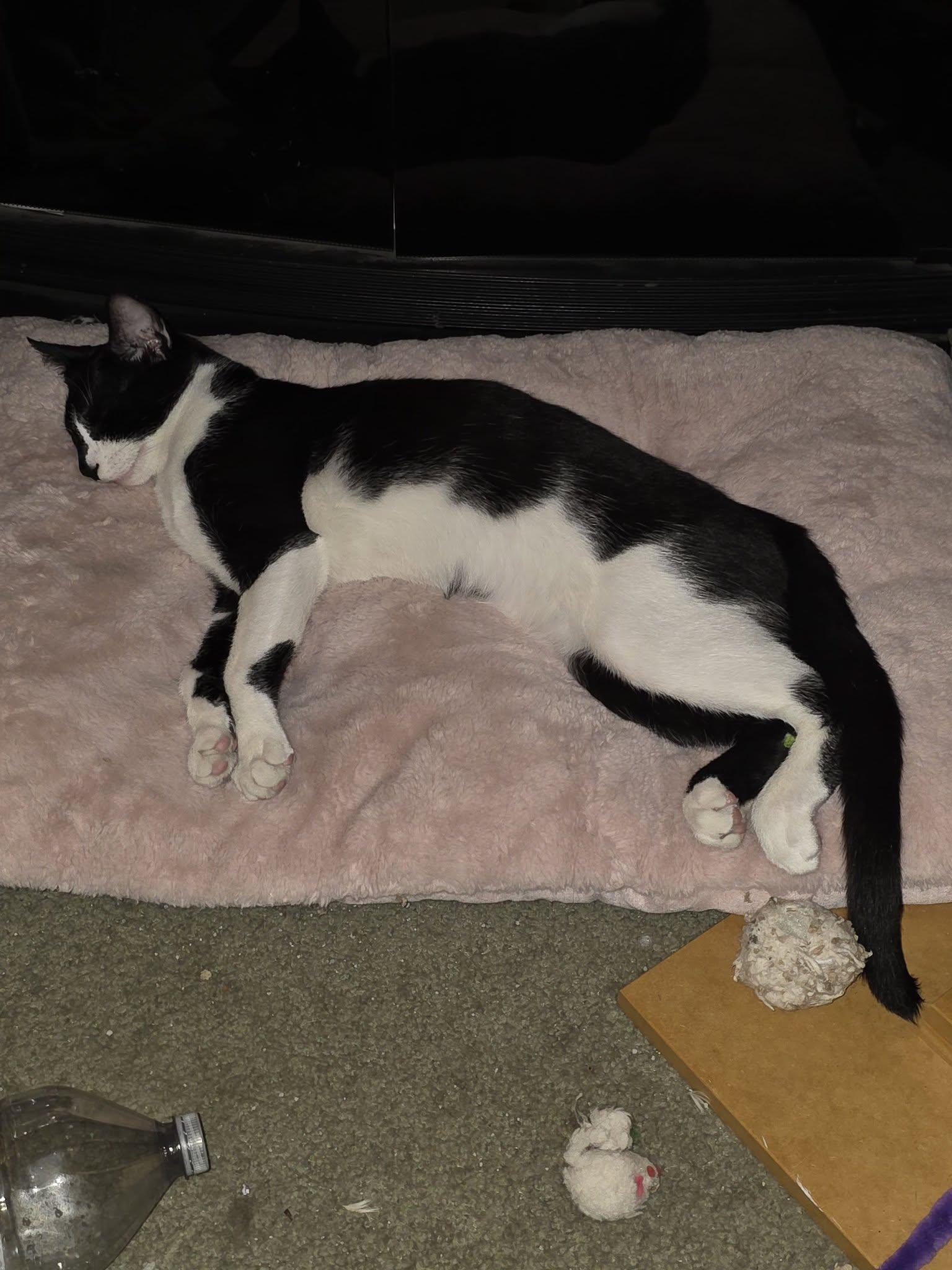 Enlarge Pepe, a Adoptable Domestic Short Hair in Enfield, CT image 2/6